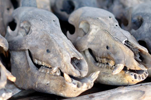 Huge toothy skulls are for sale at the Akodessewa Fetish Market