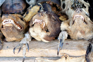 Dried heads of hyenas are for sale at the Akodessewa Fetish Market