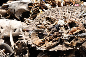 Dried animals, birds and reptiles are for sale at the Akodessewa Fetish Market