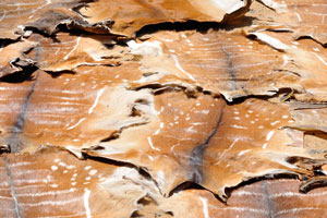 Dried spotted skins are at the Akodessewa Voodoo Market