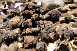 Dried hedgehogs and bats are at the Akodessewa Voodoo Market