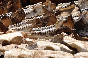 Giant toothy jaws are at the Akodessewa Voodoo Market