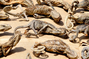 Dried chameleons are at the Akodessewa Voodoo Market