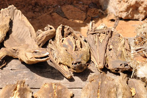 Dried monitor lizard and bats are at the Akodessewa Voodoo Market