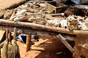 Dried skin of the armadillo is at the Akodessewa Voodoo Market