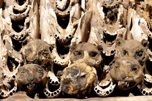 Skulls of monkeys are at the Akodessewa Voodoo Market