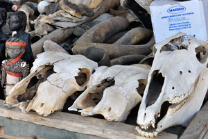 Massive skulls are at the Akodessewa Voodoo Market