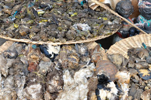 Dead birds of different colors are at the Akodessewa Voodoo Market
