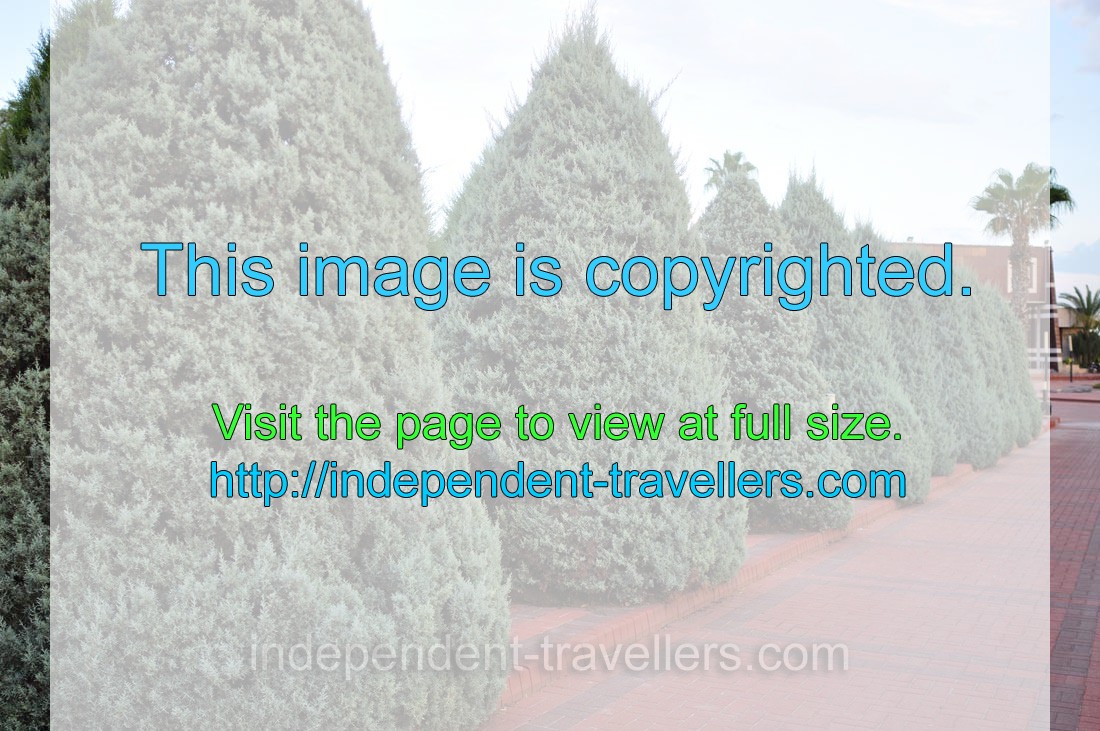 A series of pyramid coniferous trees