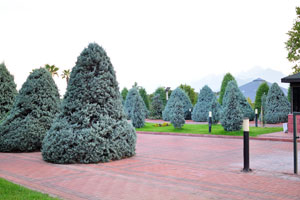 Exotic coniferous trees are at the entrance to the park