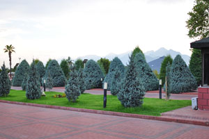 Exotic coniferous trees grow at the entrance to the park