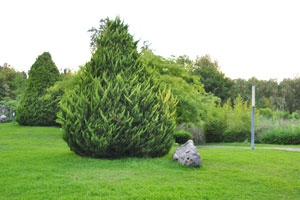 An exotic coniferous tree with the shape of a pyramid