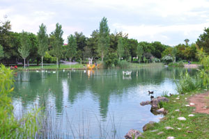 The pond with ducks