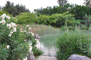 A shrub with white flowers is at the pond