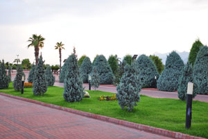 Coniferous trees and tall palm trees grow in the park