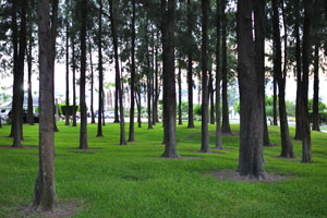 Tall trees and green grass