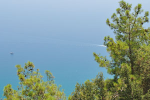 The Mediterranean Sea as seen through coniferous trees