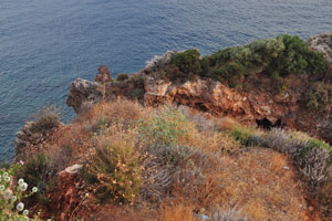 Cliffs of the city are covered with exotic plants
