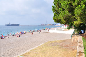 Huge coniferous trees grow near the beach in the area of Akdeniz port