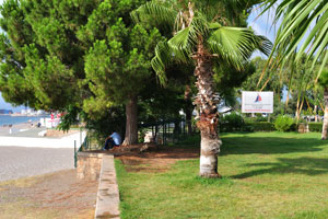 Coniferous trees and palm trees grow near the beach