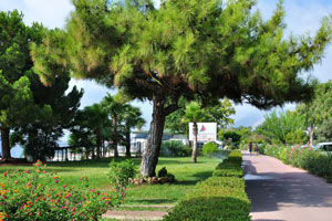 The Turkish pine “Pinus brutia” grows along Konyaalti Beach