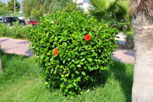 A red hibiscus shrub grows on the seafront