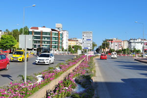 Magenta flowers bloom along the median strip of Boğaçay street