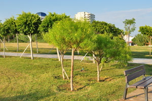 Young trees grow in Düden Park