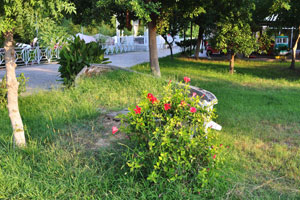 A low shrub with red flowers grows in Düden Park