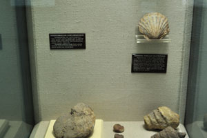 Ancient shells are in the Natural History Hall
