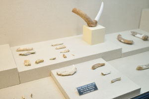 Fossils from Karain Cave are in the Natural History Hall