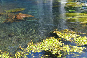 The Düden River is full of green water plants
