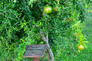 The pomegranate “Punica granatum”