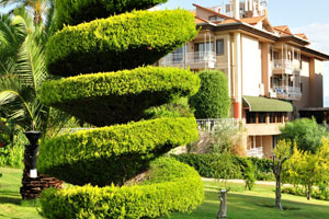 Landscape design is created with skillfully trimmed trees