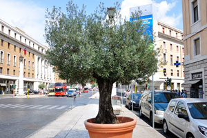 A huge tree in a huge pot grows on the street of Via della Conciliazione