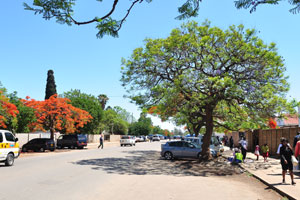 Trees along Lobengula street bloom in late october