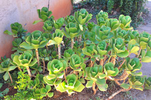 A succulent plant grows on the territory of Caravan Park Chalets & Campsite