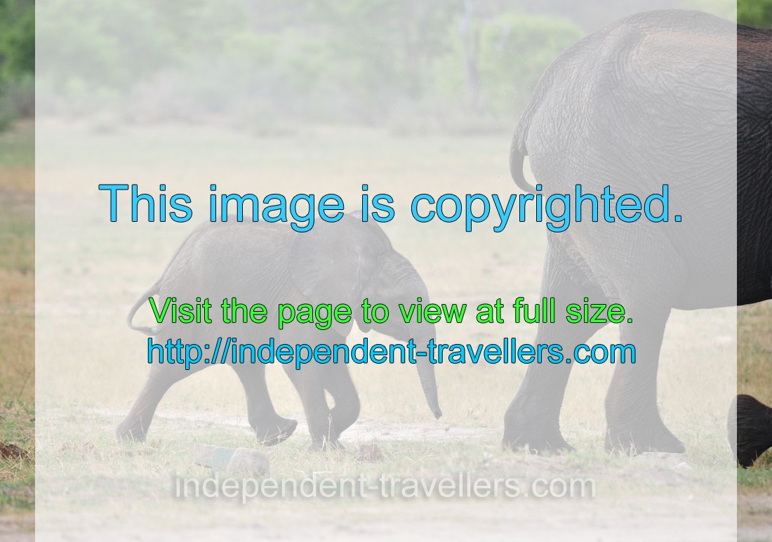A funny tiny African elephant calf