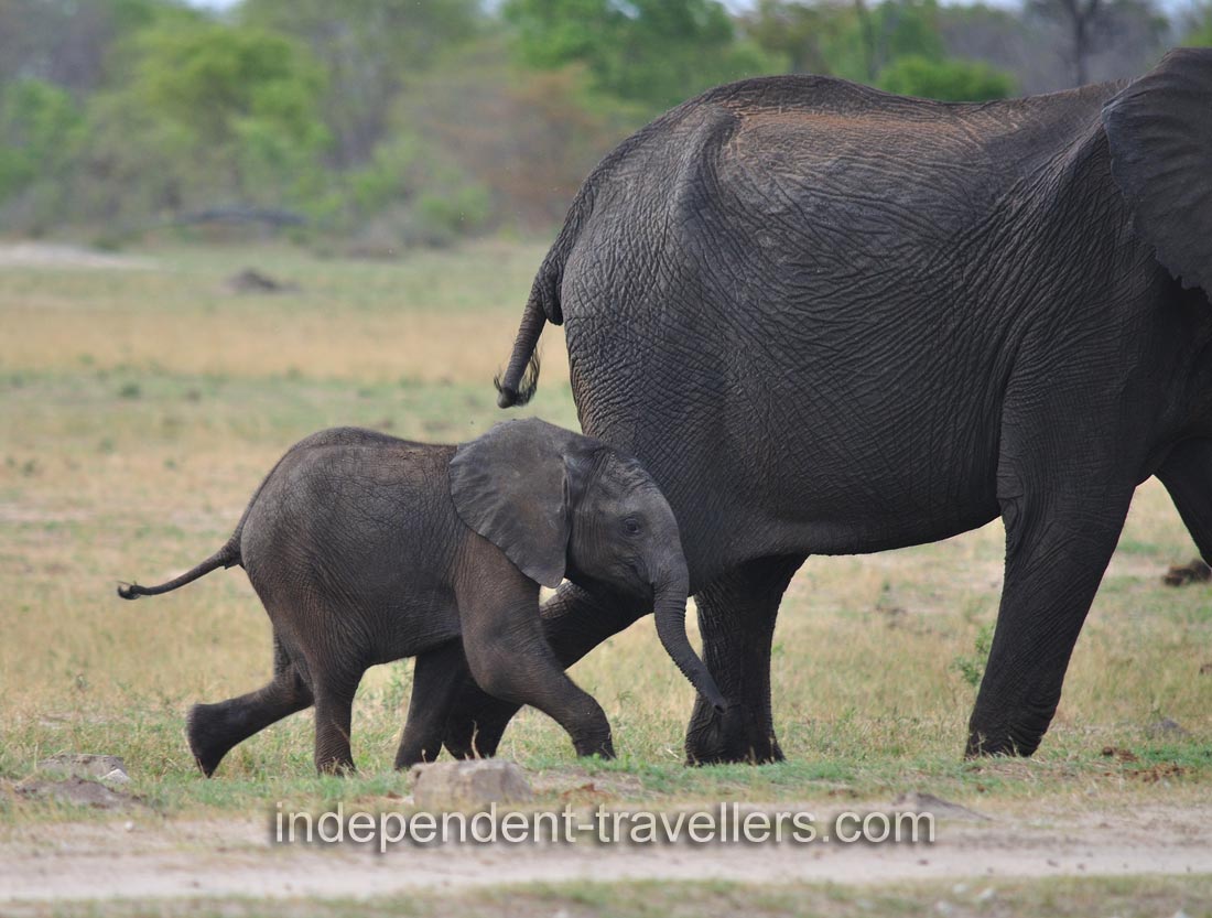 African elephants are herbivores and eat over three hundred pounds of food daily