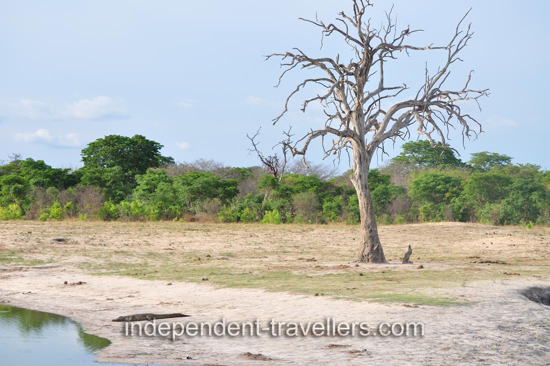 Crocodiles are fast over short distances