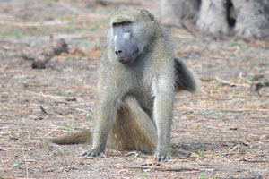 A baboon