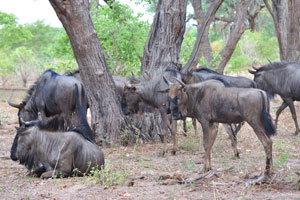 Blue wildebeests in this area are not timid and they let tourists approach closely