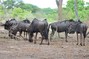We were just few meters away from this group of blue wildebeests