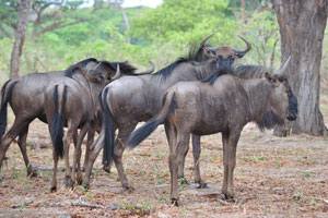 The blue wildebeest is also known as gnu
