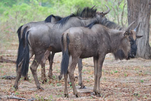 Blue wildebeests have high reproduction rate