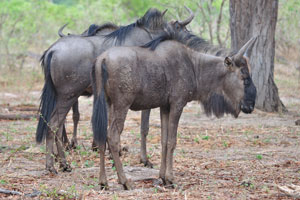The blue wildebeest is one of the largest antelopes