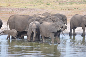 African elephants take bath at Dopi Pan
