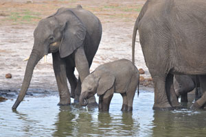 A tiny African elephant calf takes bath at Dopi Pan