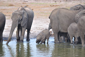 An elephant herd with a tiny calf