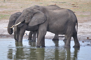African elephants enjoy being in Dopi Pan waterhole